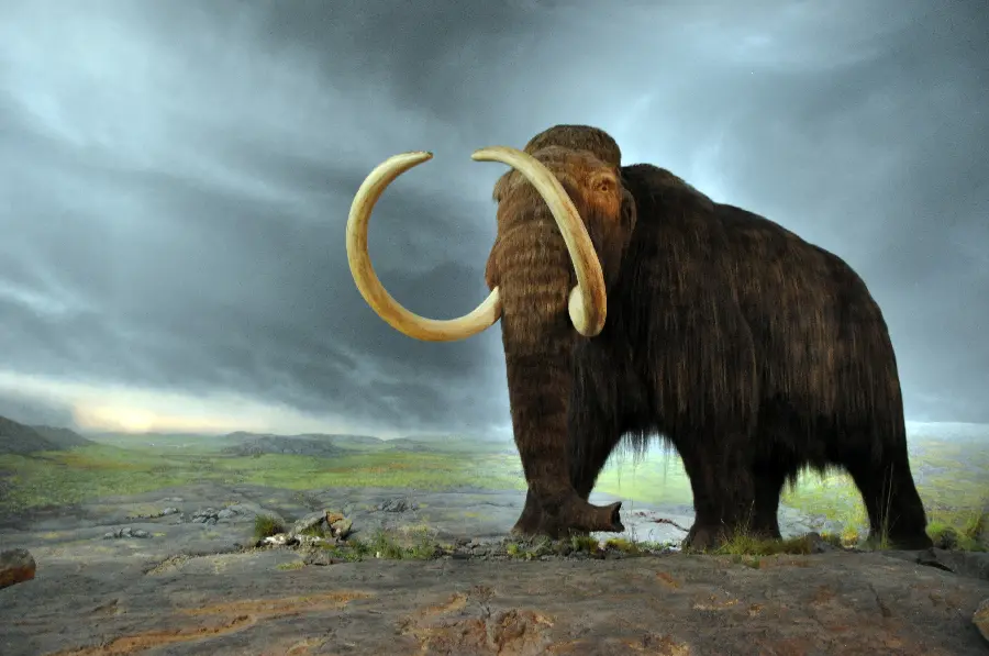 High-quality image of a huge ivory-clad mammoth amidst angry clouds in the sky