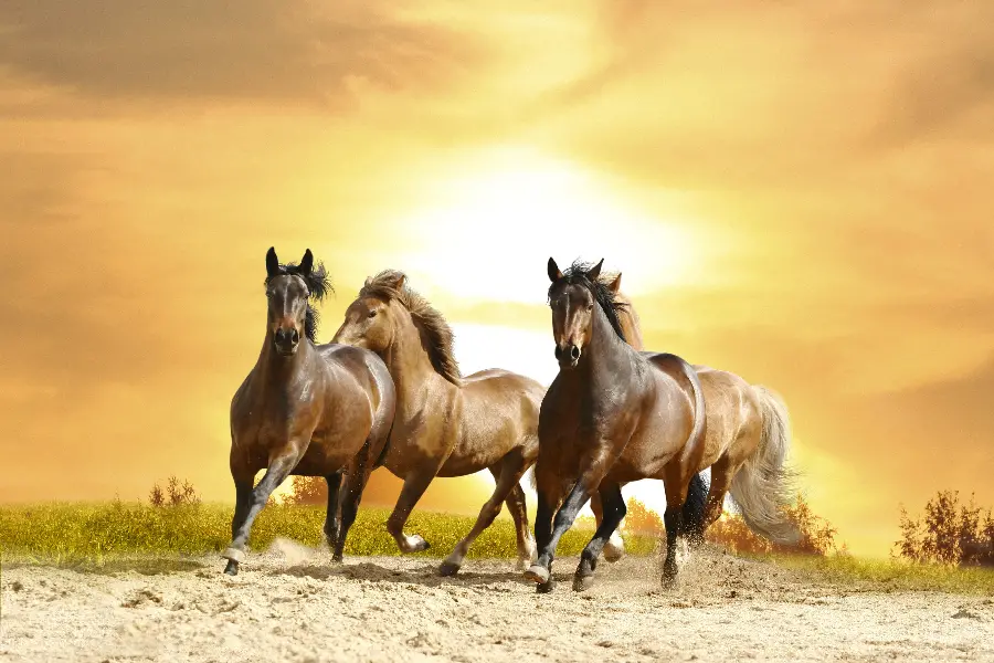 Very beautiful and spectacular wild horse photo for writing text
