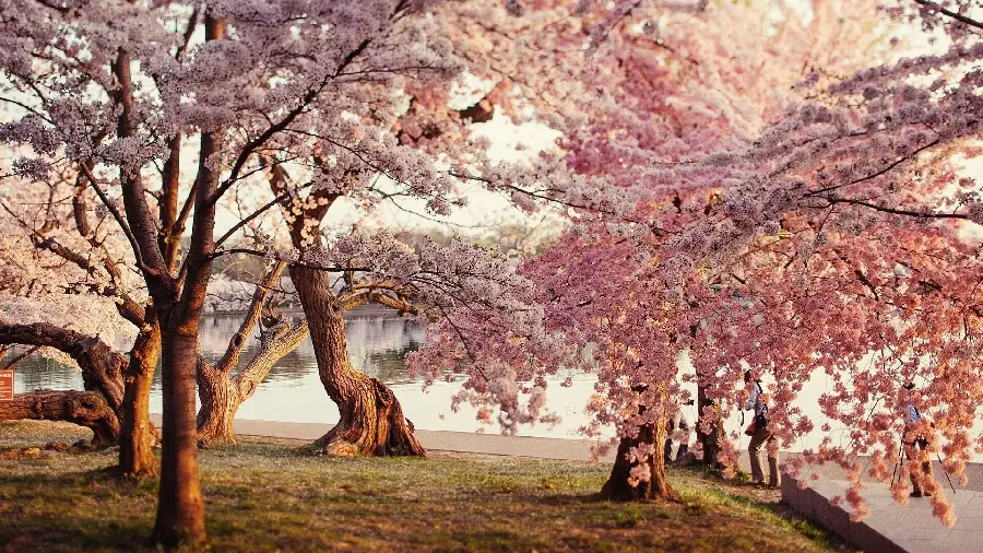 Beautiful and dreamy photo of spring cherry blossoms in Japan
