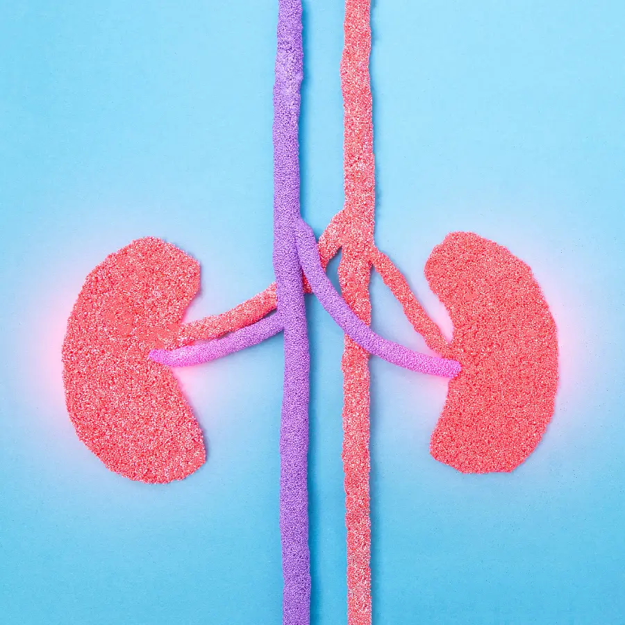 Photo of a human kidney for Instagram profile