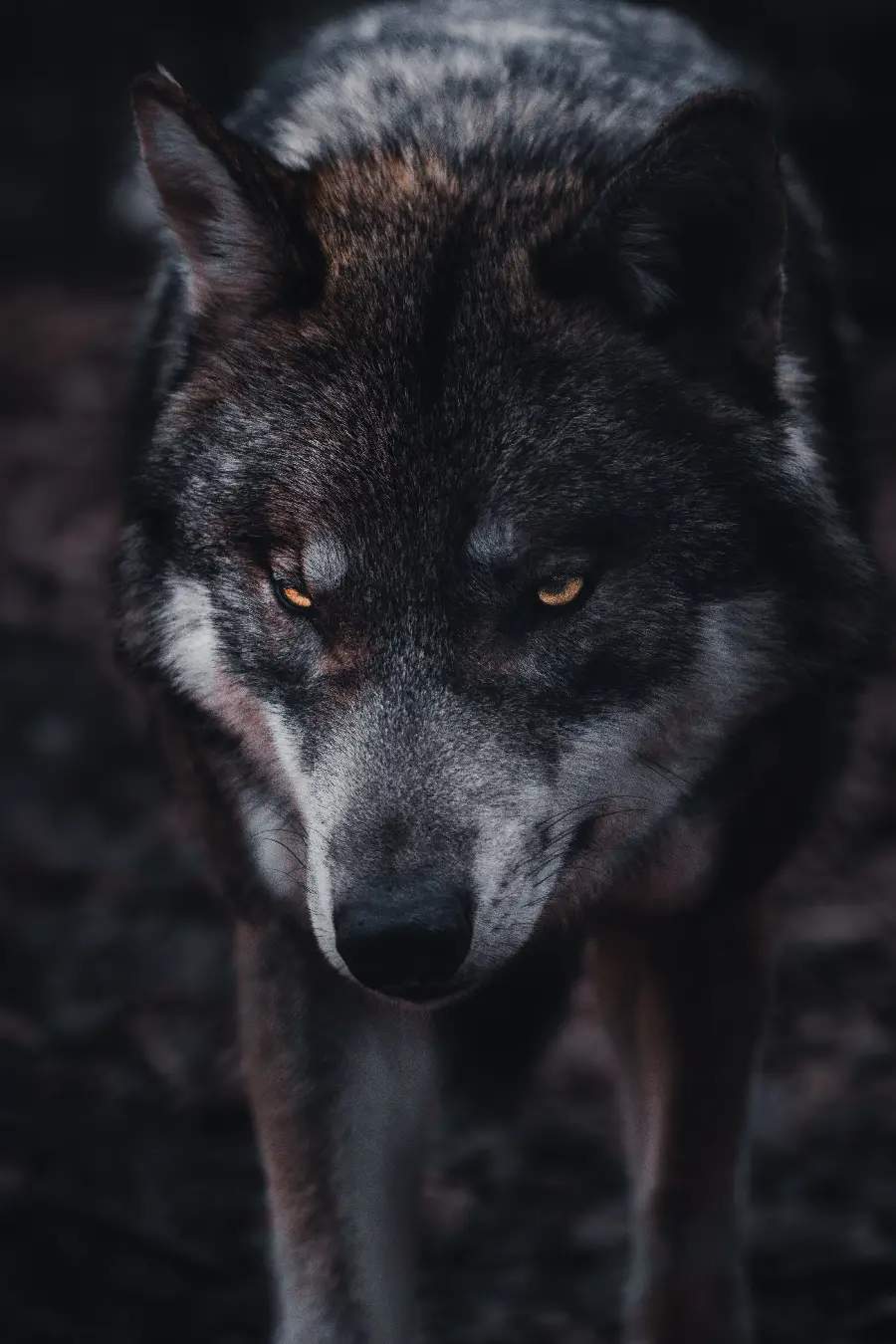 Scary photo of a wolf at night in high quality