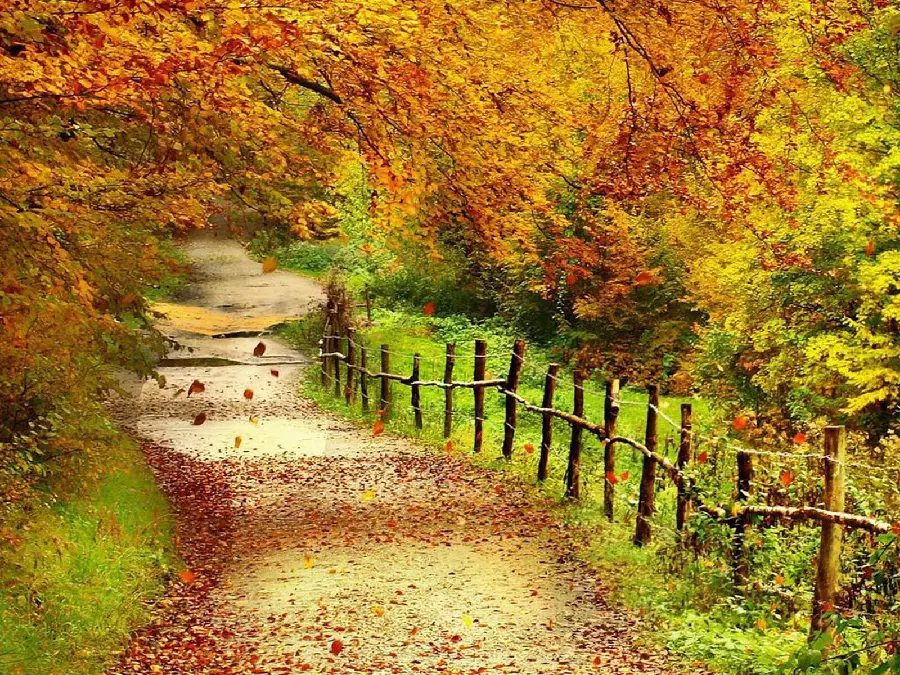 Beautiful autumn nature wallpaper with a beautiful view for your laptop wallpaper
