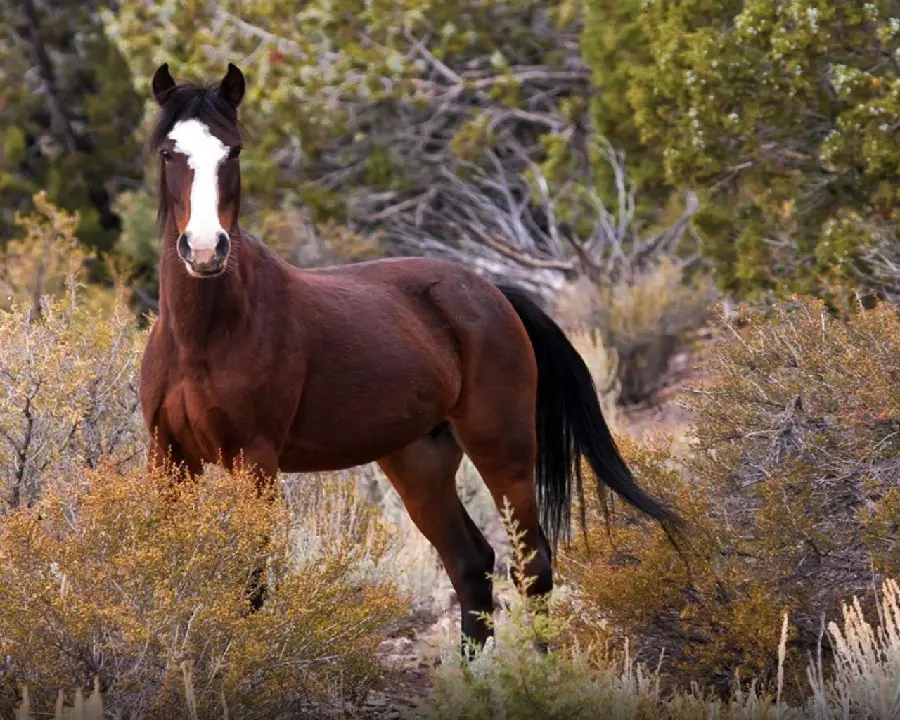 The most beautiful horse image for high quality profile