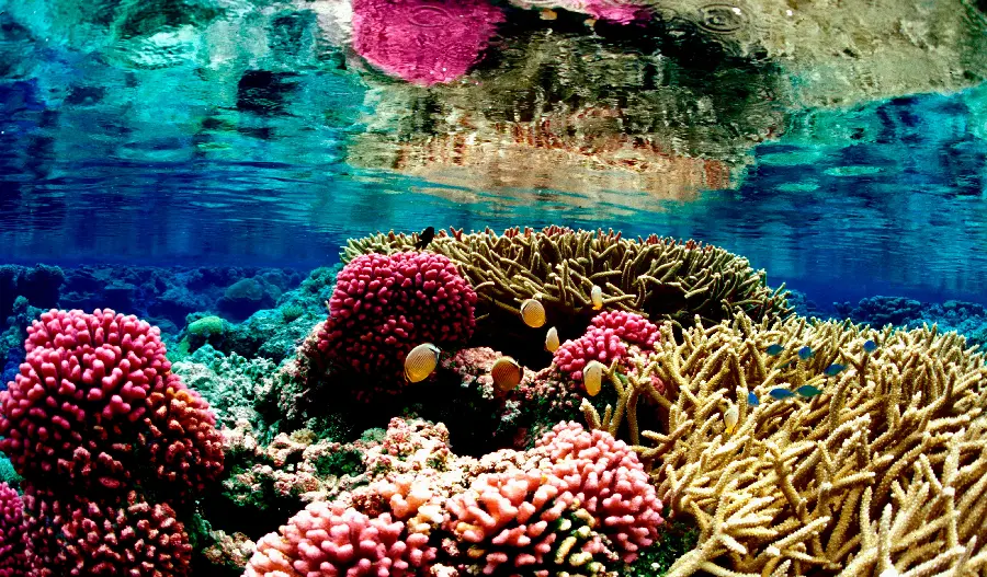 High Quality Red And Yellow Coral Reef Underwater