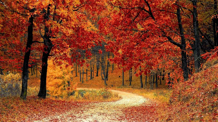 Special, attractive, beautiful, romantic autumn profile photo with road and trees in the autumn season