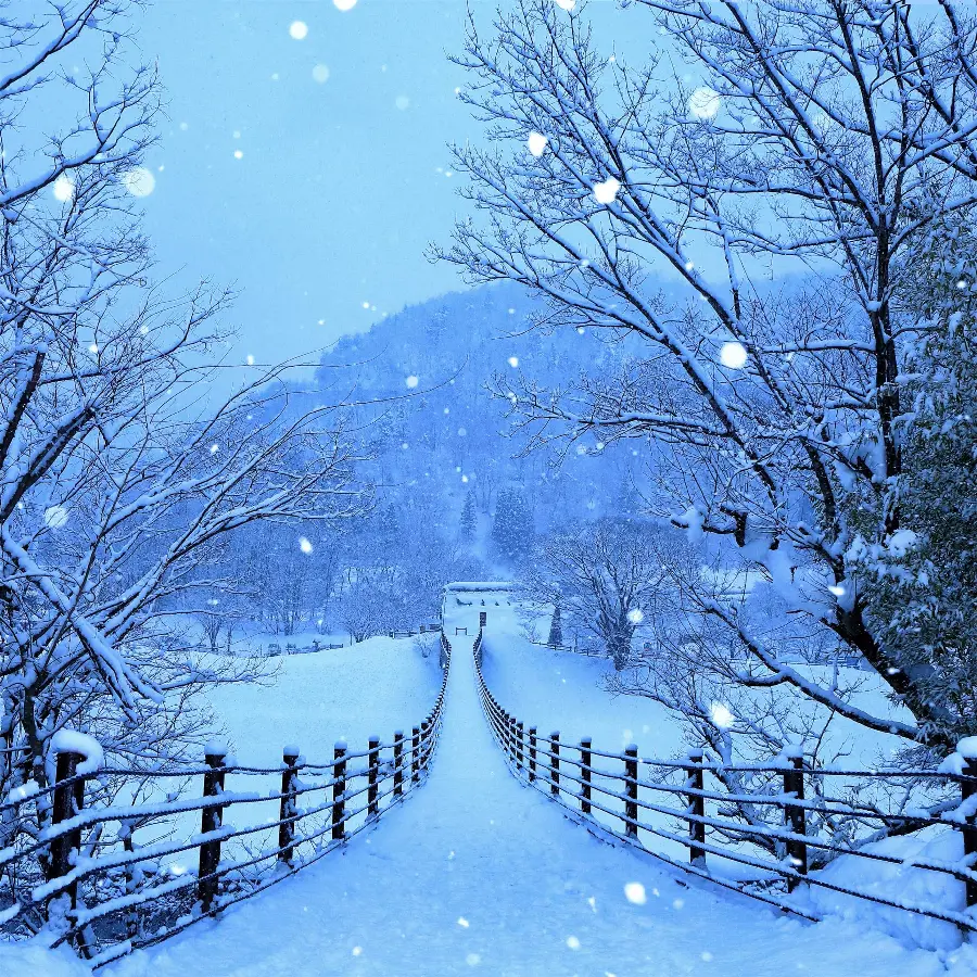 Photo of winter and snow with standard quality and size and pine trees for wallpaper