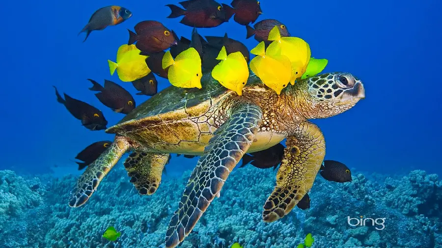 Laptop background of a large turtle and yellow ocean fish
