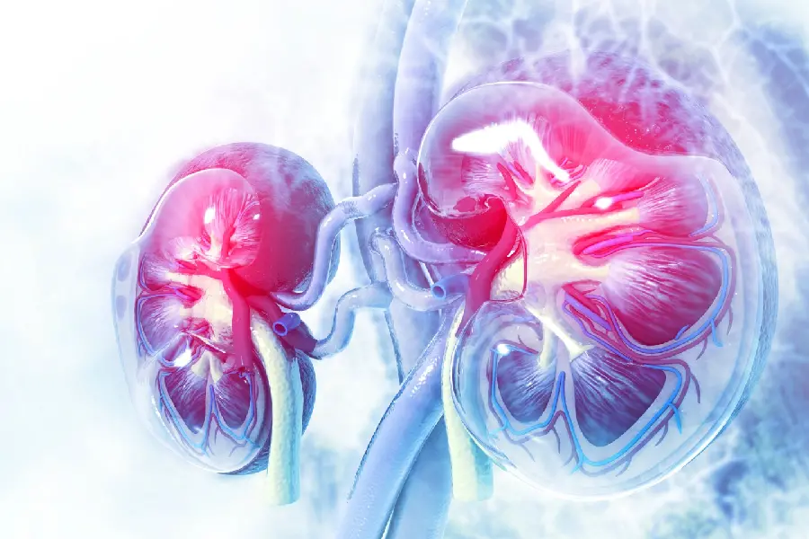 Kidney