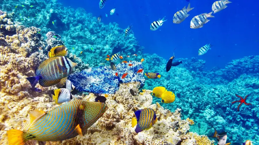 Pictures of beautiful fish next to the coral reef