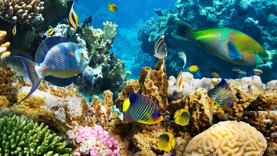 Blue Fish Background Next To Coral reef
