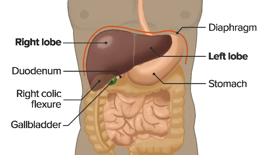 Human Liver Photo in HD Quality