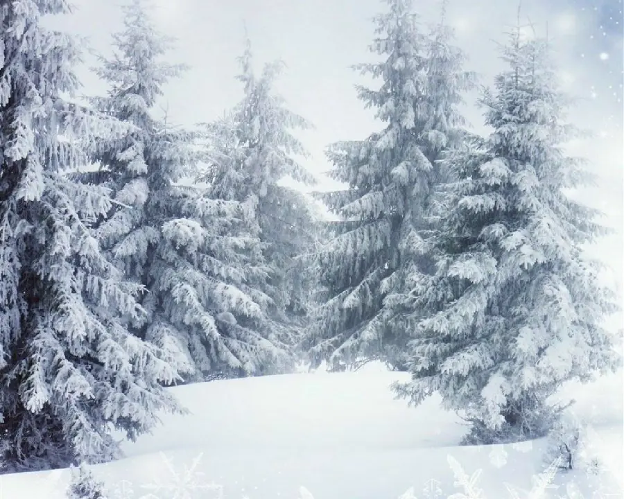 Image of a snowy tree and forest in winter for Photoshop background