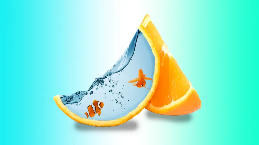 Attractive and creative wallpaper in the form of orange slices in the shape of a fish tank