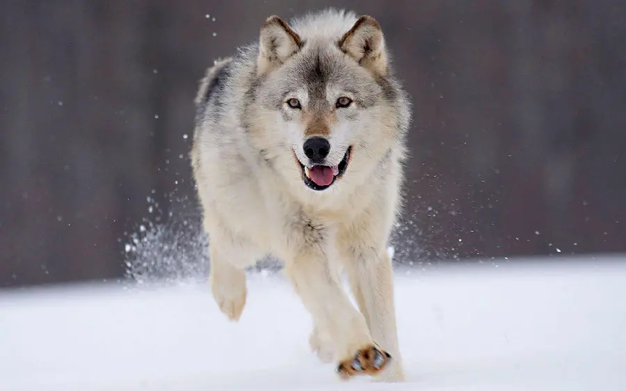 Photo of a scary and ferocious wolf running
