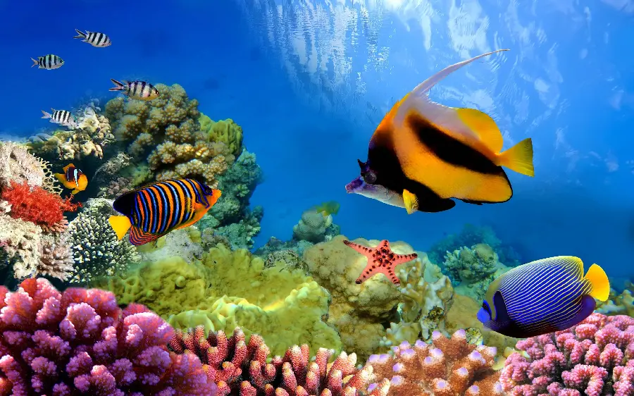 HD image of a colorful coral reef in the middle of the water