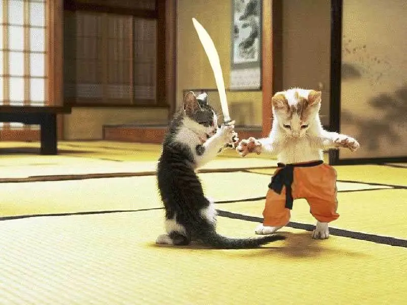 Interesting picture of ninja cats