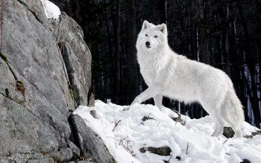 Beautiful high-quality wallpaper of a white wolf