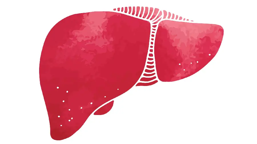Photo of a human liver in red for use in essays and articles