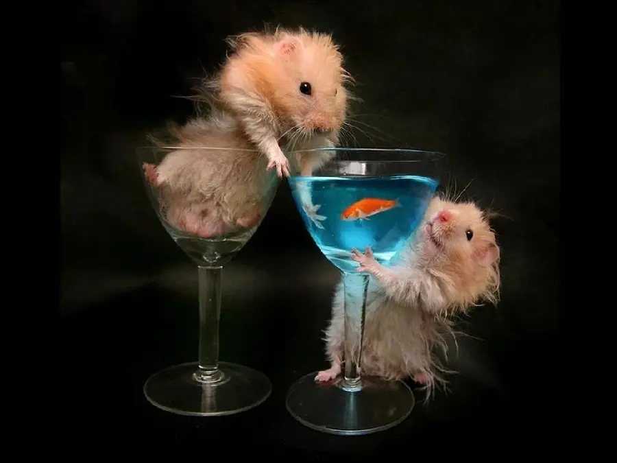 Photo of very playful mice