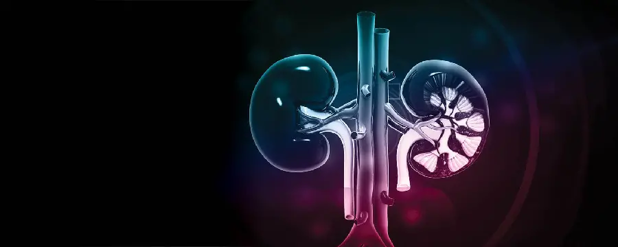 Photo of the kidneys for medical students wallpaper