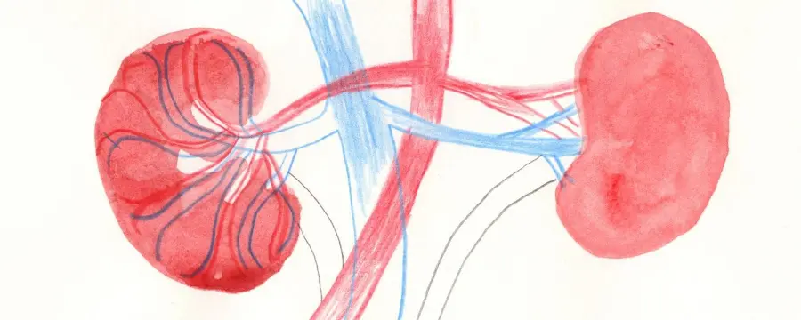 Colored Painted Photo of Human Kidneys