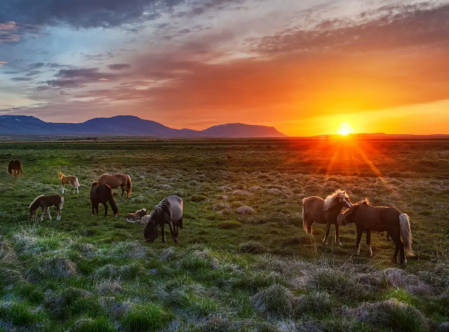 Images of wild horses in nature