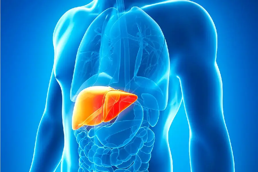 HD quality liver image in the abdomen