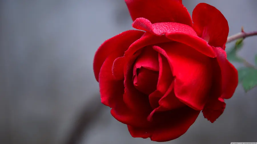 Beautiful and fragrant red rose macro photo