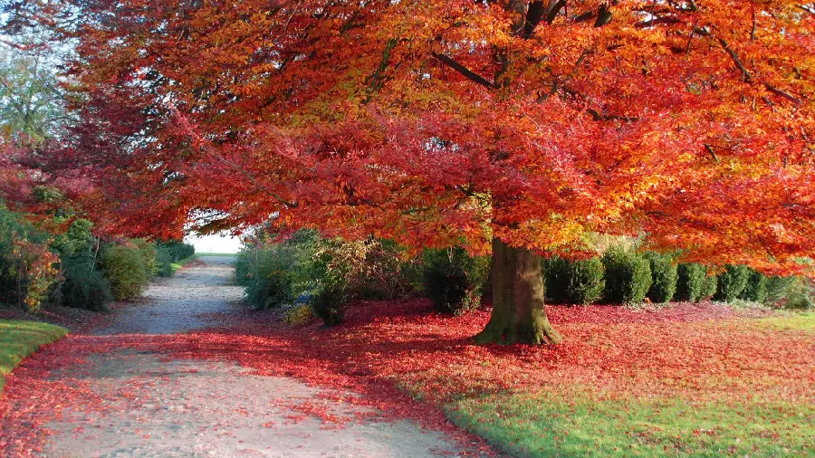 Amazing tree background with autumn leaves and green forest grass