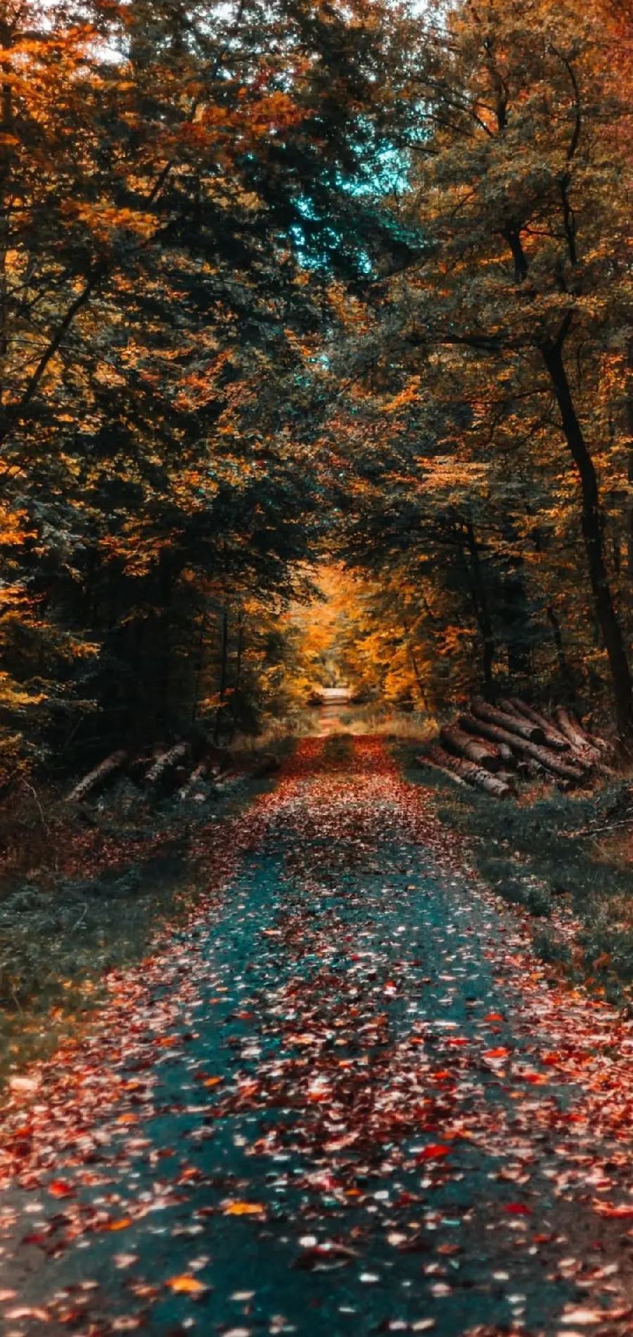 High-quality and beautiful image with the theme of the autumn season for mobile phones