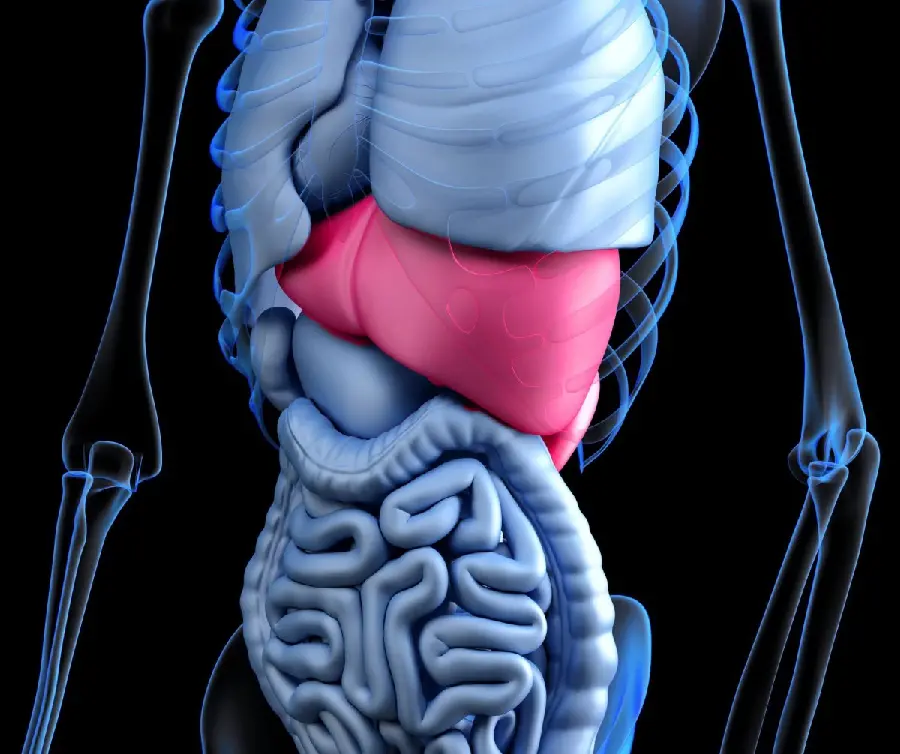 High Quality Human Liver Photo for Posting on Instagram