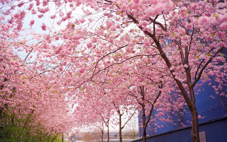 Beautiful Spring Cherry Blossom Photo for Printing on Canvas and Frame Board