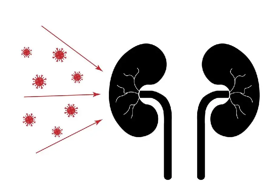 Photo of a human kidney in black and white background