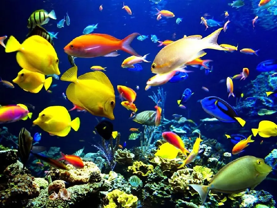 Photo of yellow, orange and green fish on the ocean floor