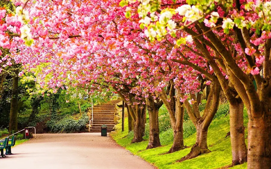 Amazing and dreamy photos of trees with spring cherry blossoms for romantic profiles