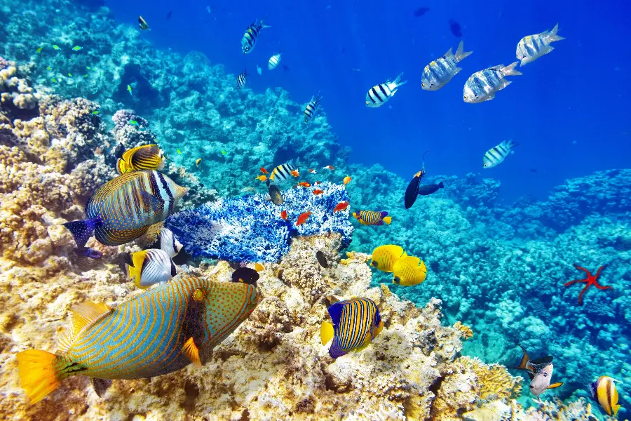 Photo of beautiful ocean fish in the blue sea