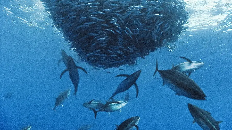 Beautiful Background of Ocean Fish Photos, Big and Small