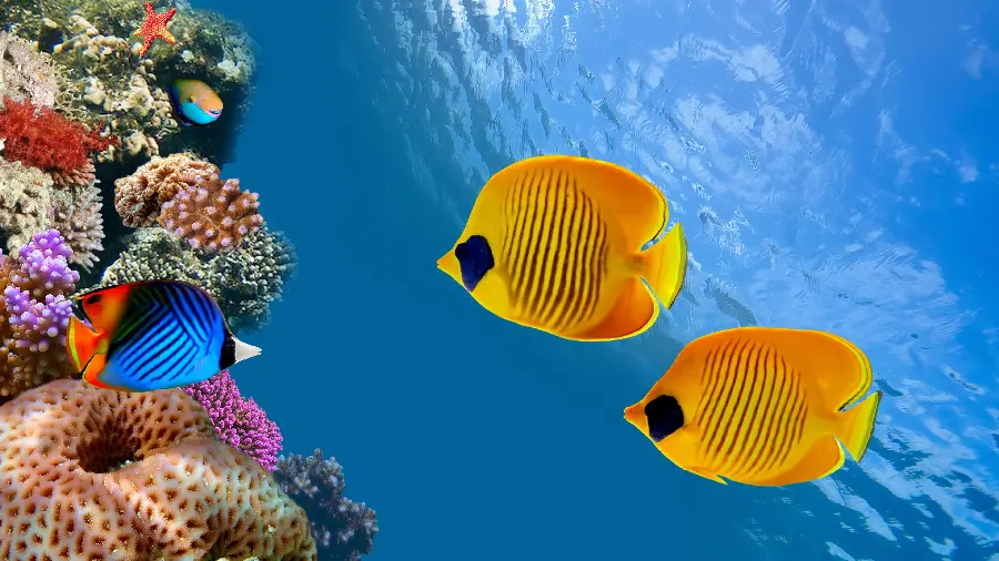 Full HD image of a coral reef and yellow fish
