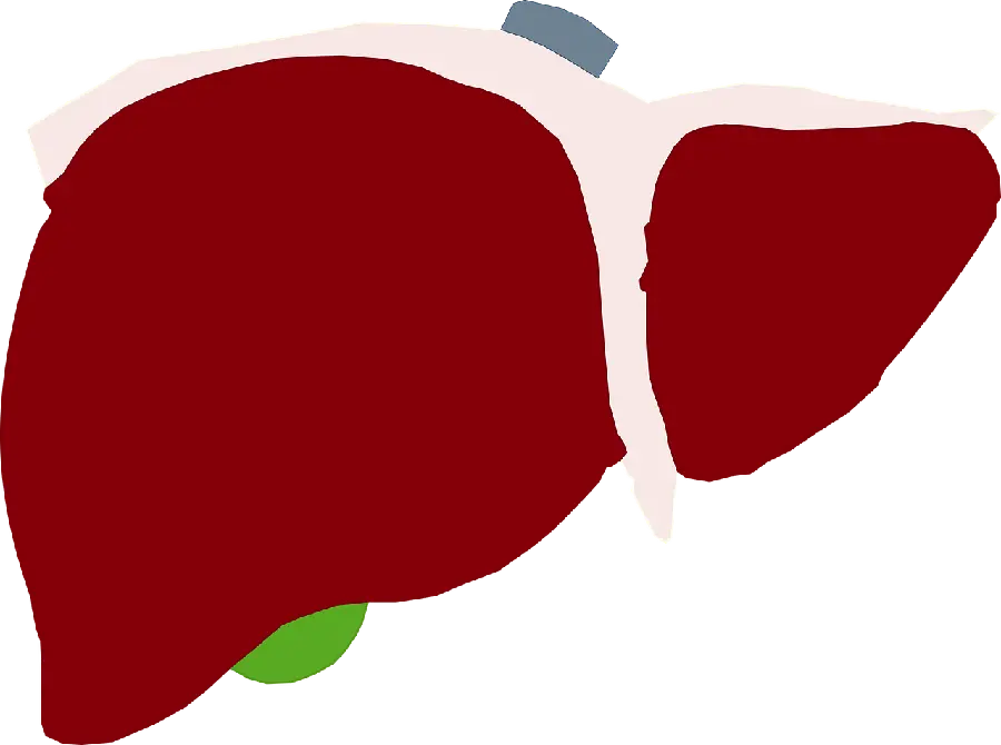Human liver photo for writing ISI articles