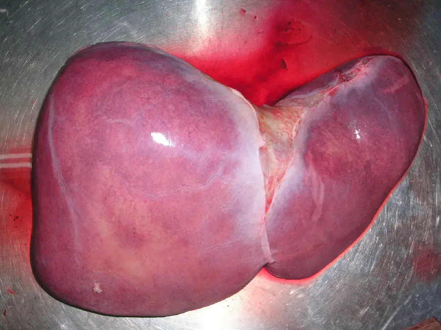 Photo of human liver from close-up in FULL HD quality