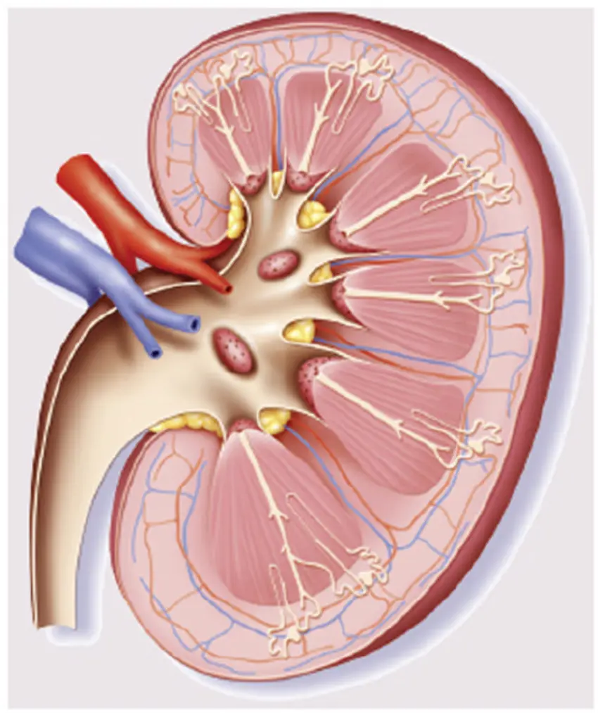 Photo of human kidney for drawing