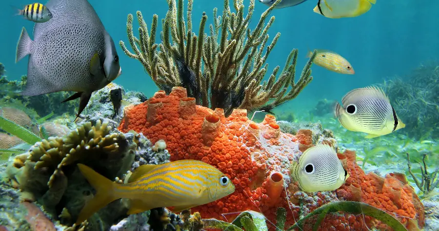 Orange and Green Coral Reef with Fish