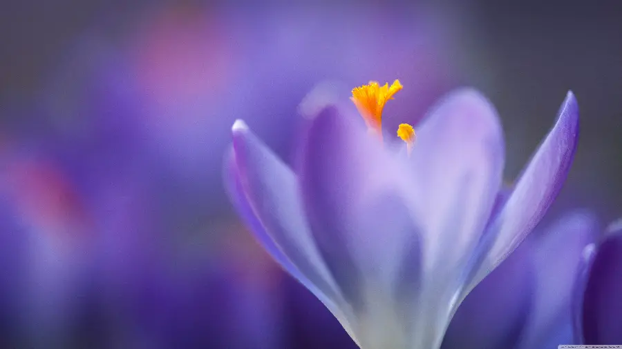 Macro photo of a saffron flower in a special purple color with 4K quality