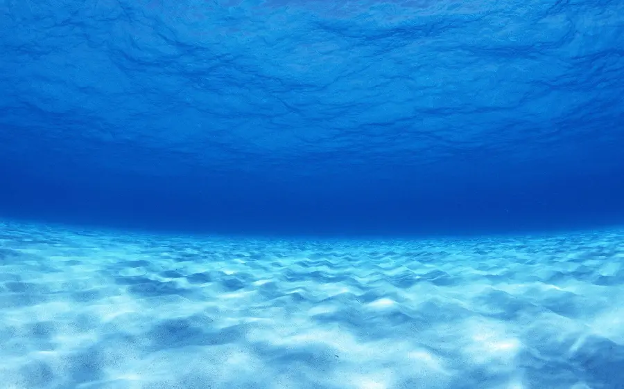 A dazzling photo of underwater life and water with blue color