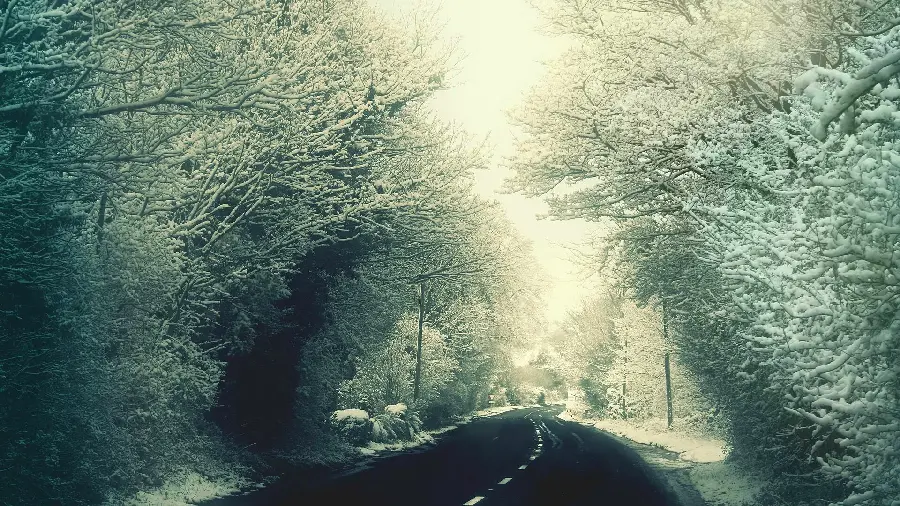 Snow covered trees wallpaper for desktop