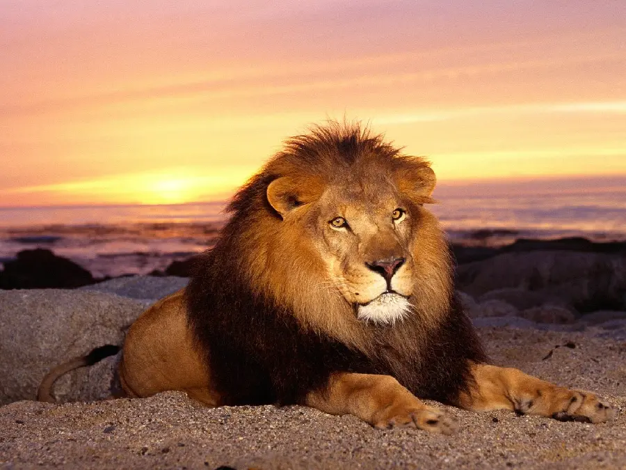 Beautiful and stylish photo of a male lion