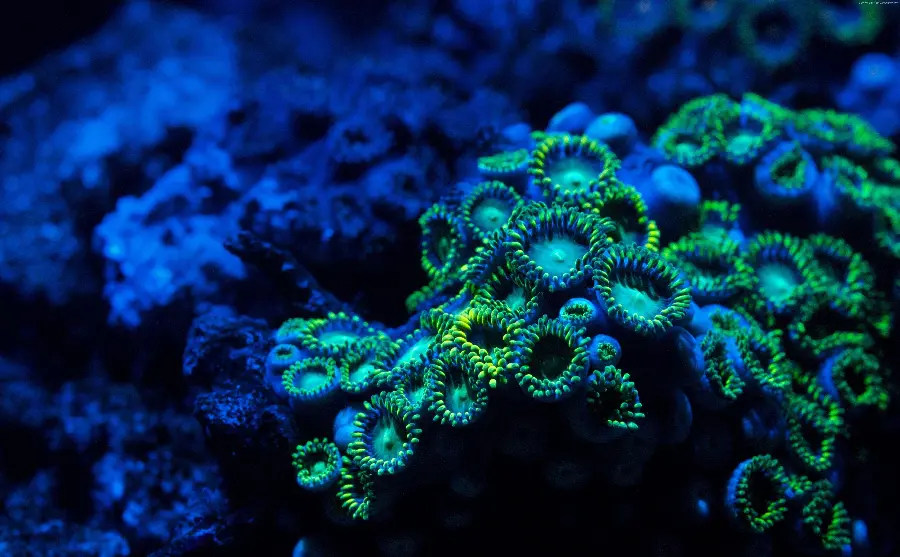 Beautiful phosphorescent coral reef in the blue sea