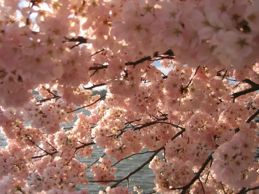 High quality spring cherry blossom photo for iPhone background