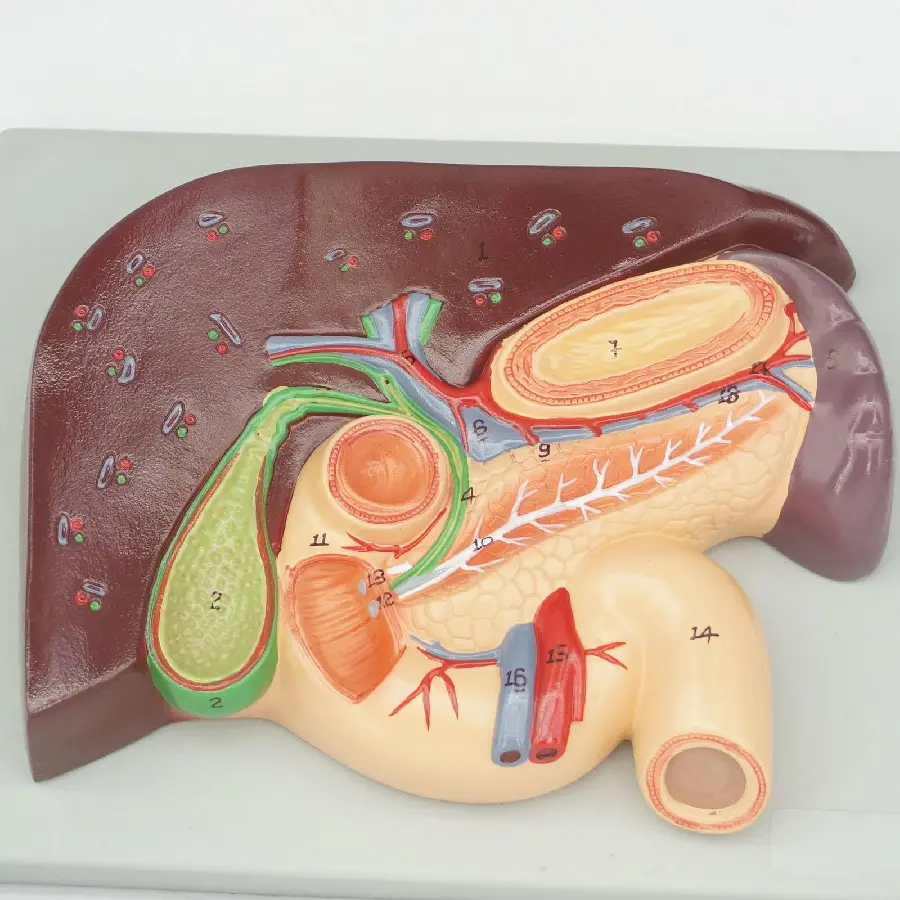 Photo of a halved human liver with the best quality