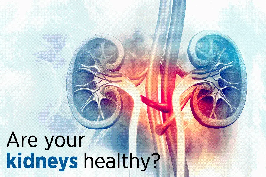 Photo of a healthy human kidney without stones